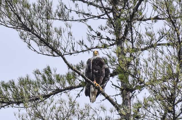 Kennebec River Bald Eagle