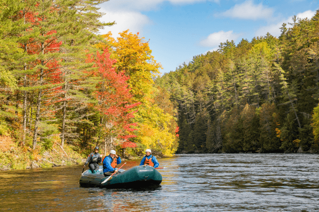 Hummingbird West Forks Maine