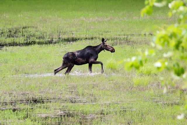 Kennebec River Whitewater Rafting